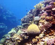 Reef edge with lined surgeon at makogai bay diving makogai island fiji feature