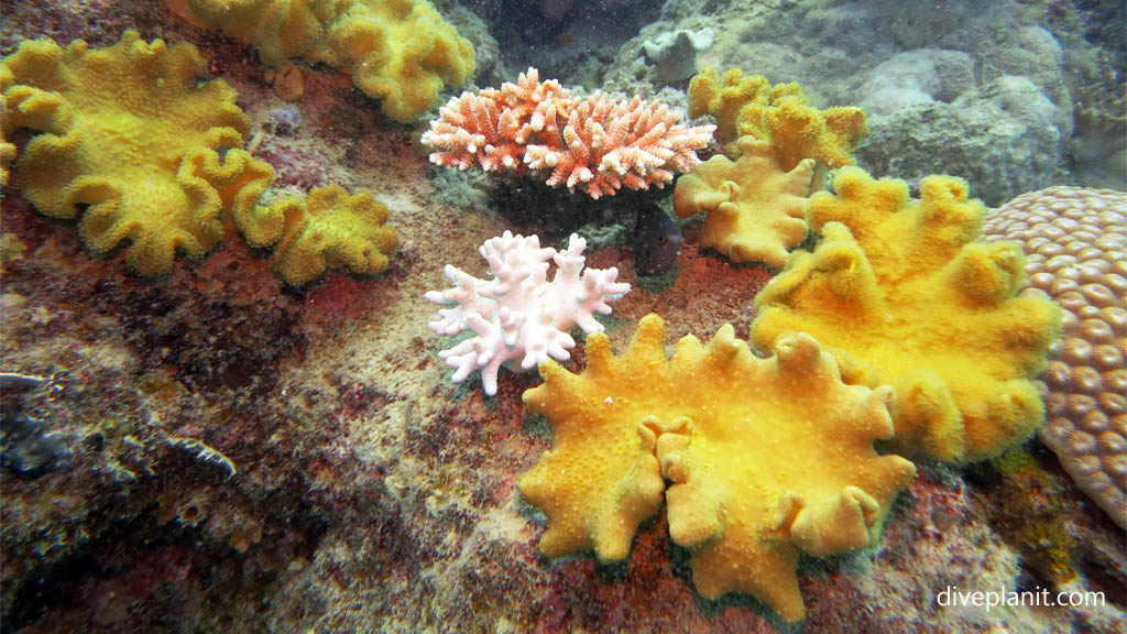 Soft leather corals and hard corals at Northwest Reef diving Nananu-i-ra in the Fiji Islands by Diveplanit