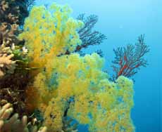 Yellow soft coral with leather coral and sea fan at northwest reef diving nananu i ra fiji feature