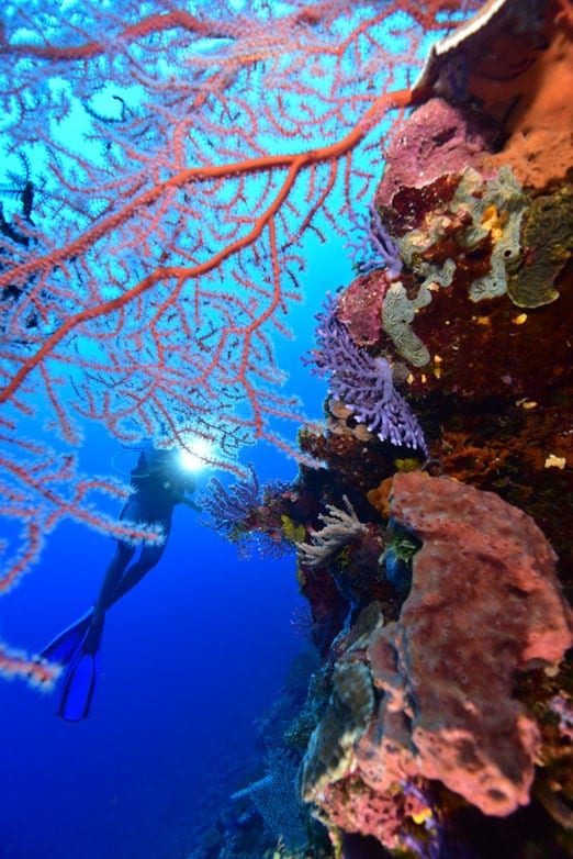 Diving Munda has rapidly grown in popularity. This Solomon Islands destination has something for everyone - stunning reefs and fascinating wrecks.