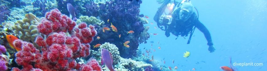 Soft corals with anthias and diver at great white wall diving taveuni fiji banner