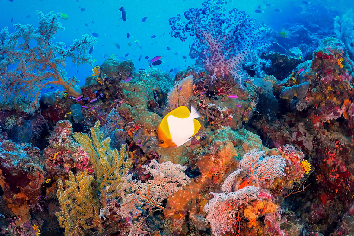 Uepi Island Resort coral scene with butterfly fish credit Grant Kelly