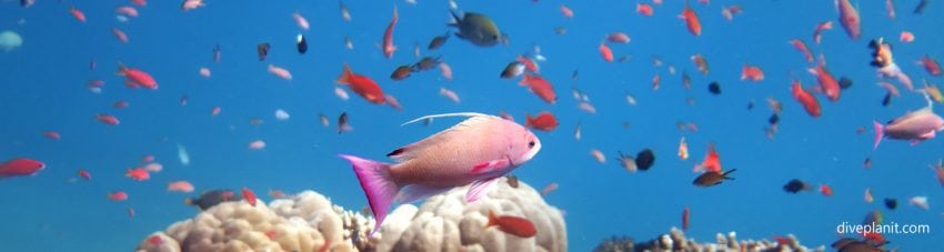 Male orange anthias which is purple at crystal bay diving nusa penida diving bali diveplanit blog banner