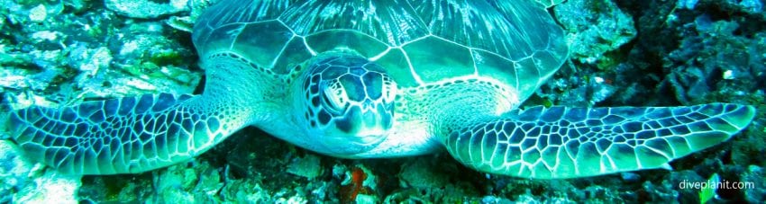 Sea turtle in natural light diving secret garden at gili islands lombok indonesia diveplanit banner