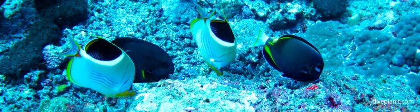 Surgeons and saddle back butterflies grazing diving shark point at gili islands lombok indonesia diveplanit banner