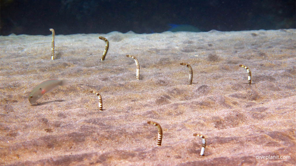 Garden eels all looking the same way diving The Japanese Wreck at Bali Indonesia by Diveplanit