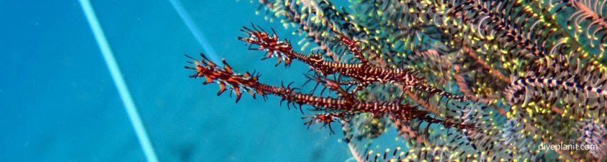 Two tiny red critters on the end of the feather star fronds diving black rock near manado at thalassa dive resort north sulawesi indonesia diveplanit banner