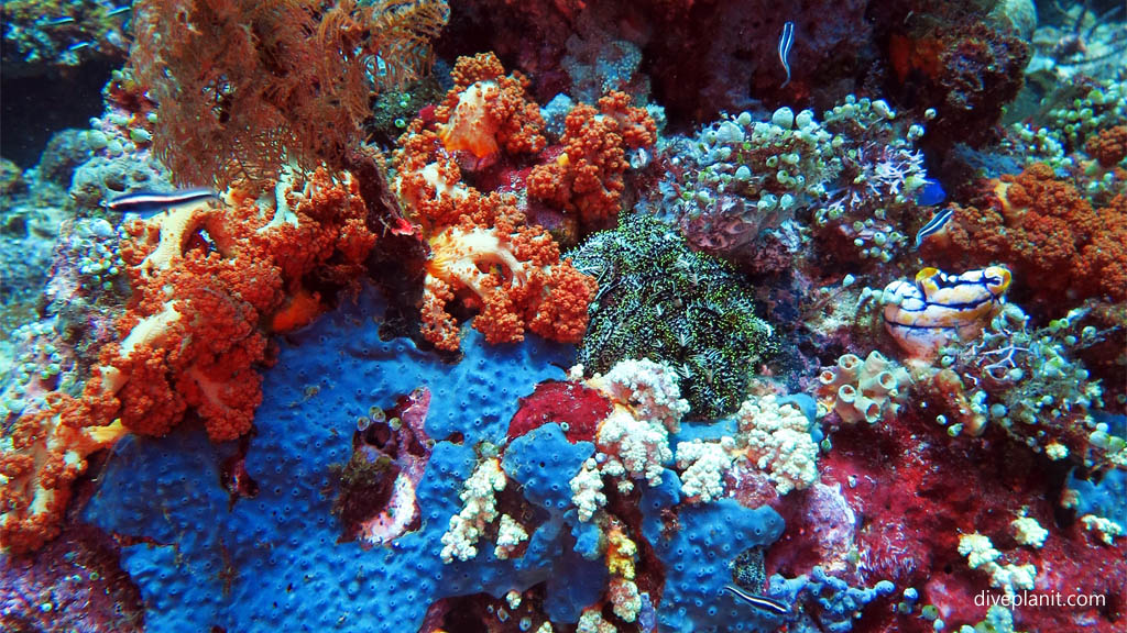 Colourful reefs everywhere diving Sahaung near Bangka Island at Thalassa Dive Resort North Sulawesi Indonesia by Diveplanit