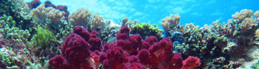 Lots of varieties of soft corals and feather stars diving sahaung near bangka island at thalassa dive resort north sulawesi indonesia diveplanit banner