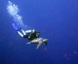 Swim up close with turtles at muka kampung at bunaken diving from thalassa resort diveplanit