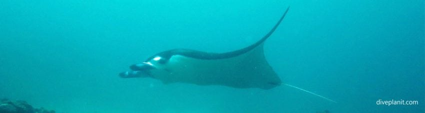 Manta ray diving manta point nusa penida at bali indonesia diveplanit banner