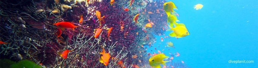Scuba diving holidays with colourful reefs and easy diving savusavu fiji diveplanit cornerstone banner