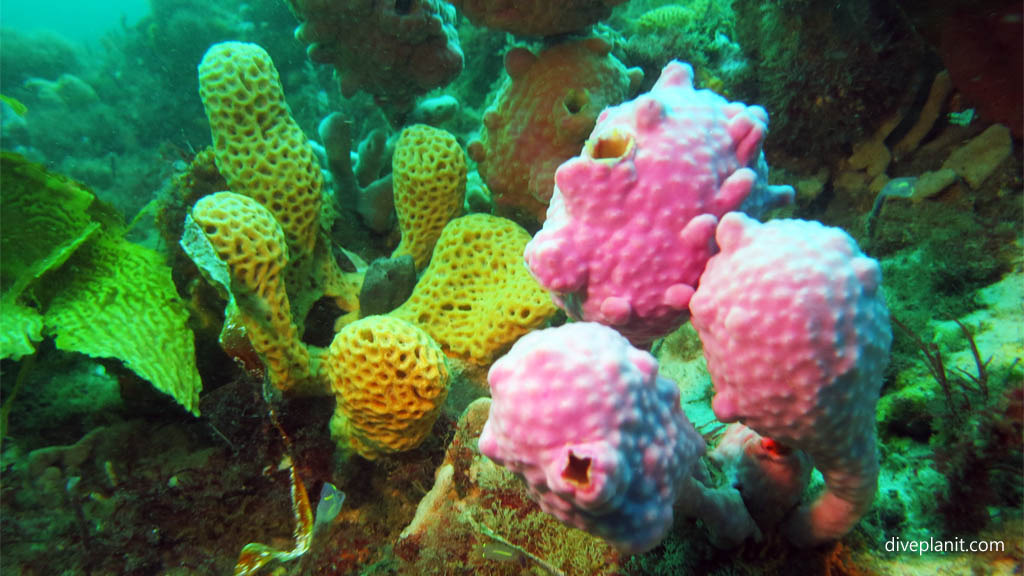 Sponge arrangement at Halifax dive site diving Nelson Bay NSW Australia by Diveplanit