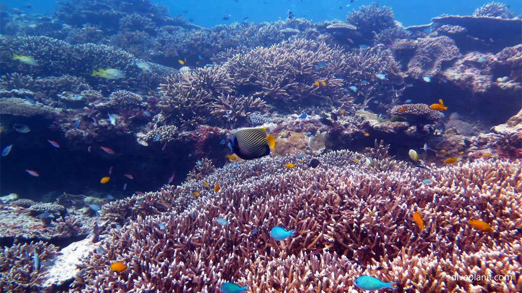 Lady Elliot Island Has Mantas Turtles And Whales