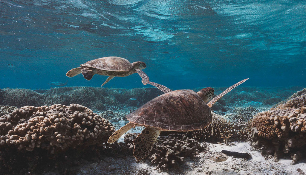 Lady Elliot Island Eco Resort