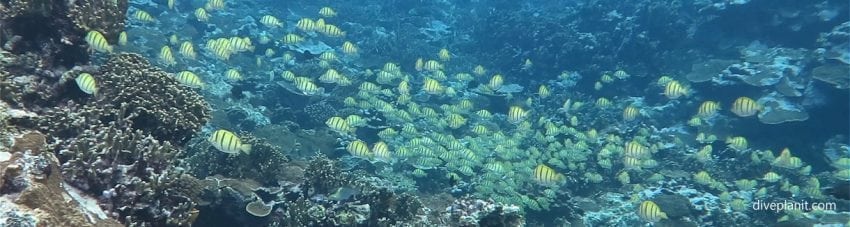 American Samoa Scuba Diving Resorts & Liveaboards | Diving Samoa