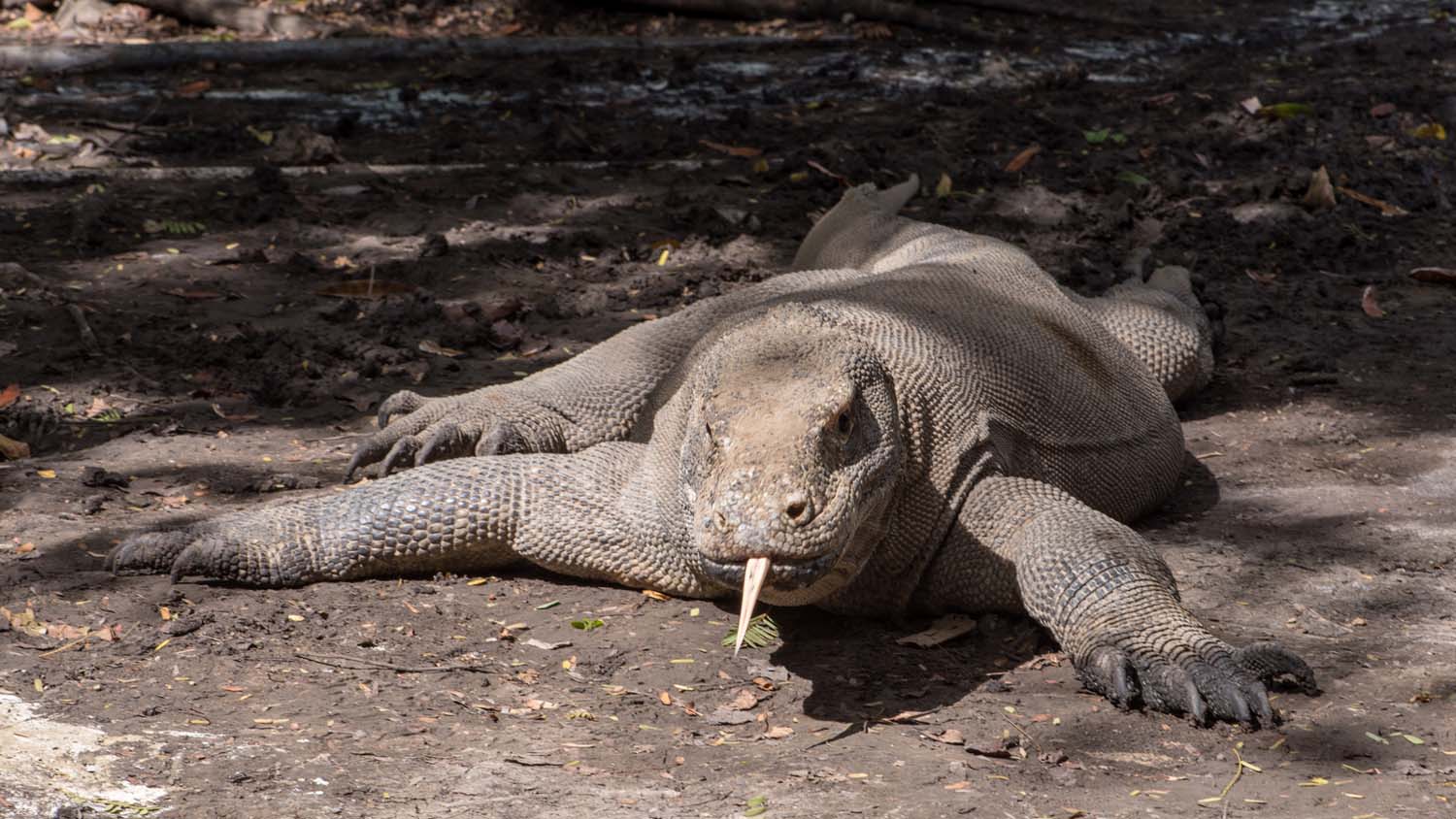 Dive Komodo Indonesia Komodo dragon credit Heather Sutton 4560