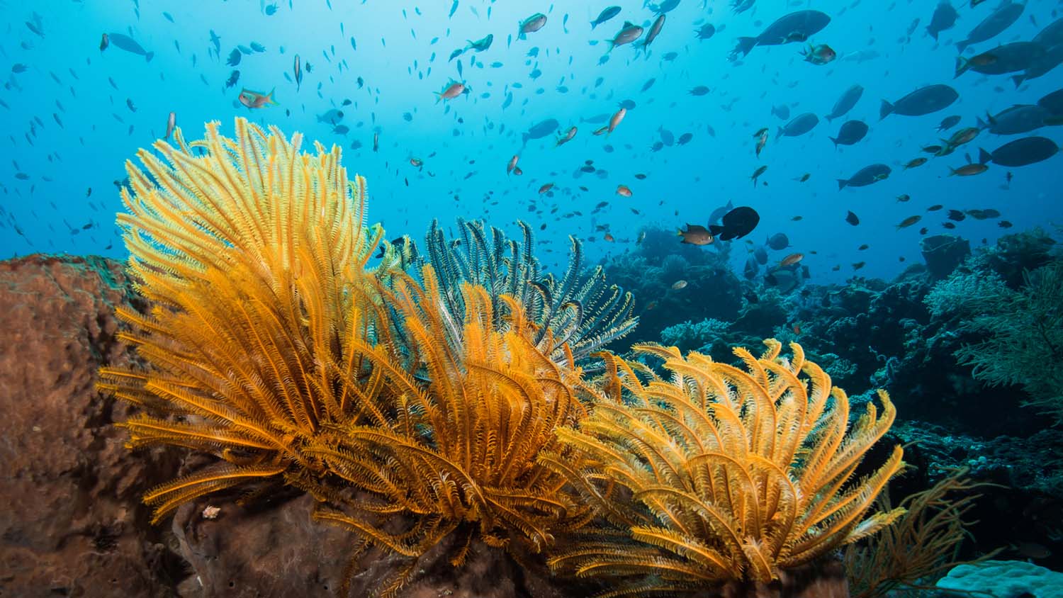 Dive Komodo Indonesia coral scene featherstars credit Heather Sutton 4209