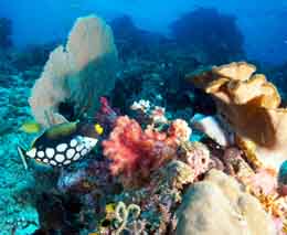 Clown trigger framed with soft and leather corals diving mioskon at raja ampat dampier strait west papua indonesia diveplanit feature