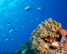Fusiliers and a stack diving sardine reef at raja ampat dampier strait west papua indonesia diveplanit feature