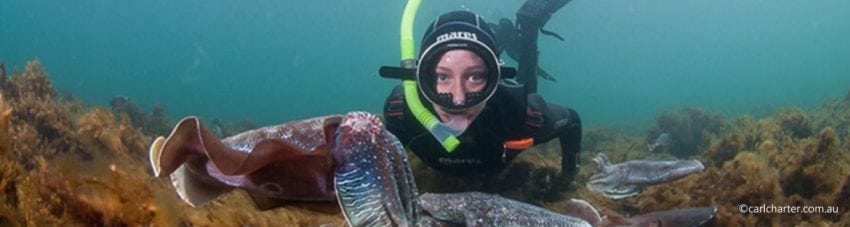 Whyallas cuttlefish and snorkeler by carlcharter com au banner