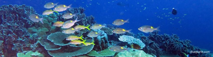 Goldspot bream at northwest point christmas island one of bupas picks of the best dive sites in australia diveplanit banner