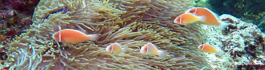 Pink anemonefish in profusion at uepi point diving uepi solomon islands by diveplanit banner