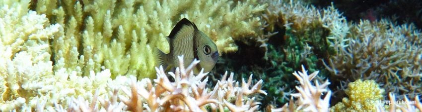 Humbug in a variety of coral types diving wairgete dive site at maumere bay indonesia diveplanit banner