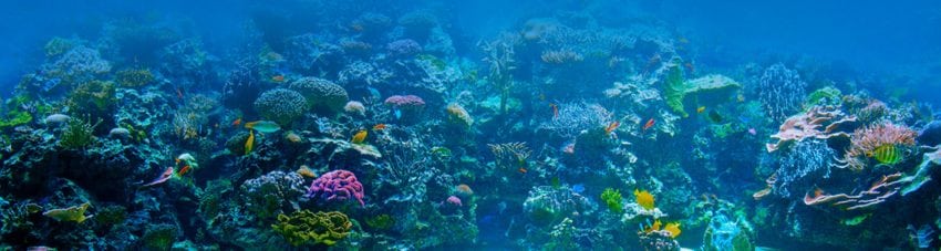 Diving kuching malaysia banner