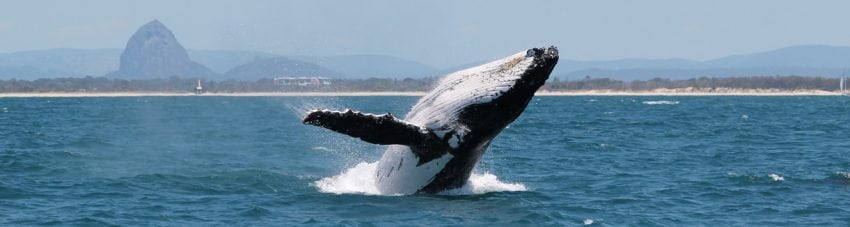 Whale breaching glasshouse mountains whale watching credit katie jac banner