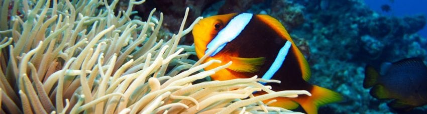 Captain cook cruises fiji dive specials sponsored post diveplanit banner
