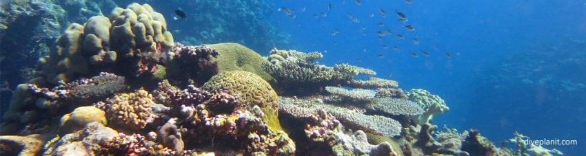 Coralwatch reef scene small fish solomon islands diveplanit blog banner