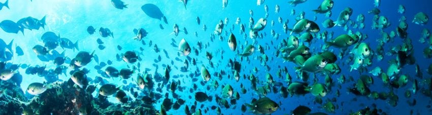 Dive week lord howe island mha banner
