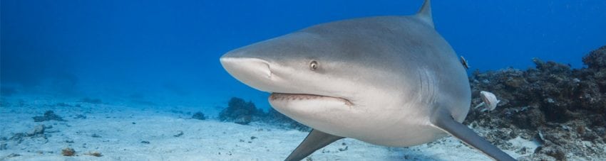 A bull shark at the awakening shark dive at barefoot kuata island resort in the yasawa islands fiji a banner