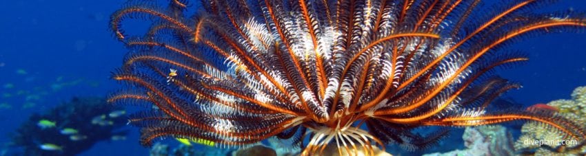 Featherstar at morgue diving christmas island extra divers diveplanit