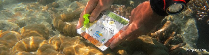 Close up on coralwatch health chart scuba diving hardy reef at reefworld pontoon whitsundays queensland australia diveplanit banner