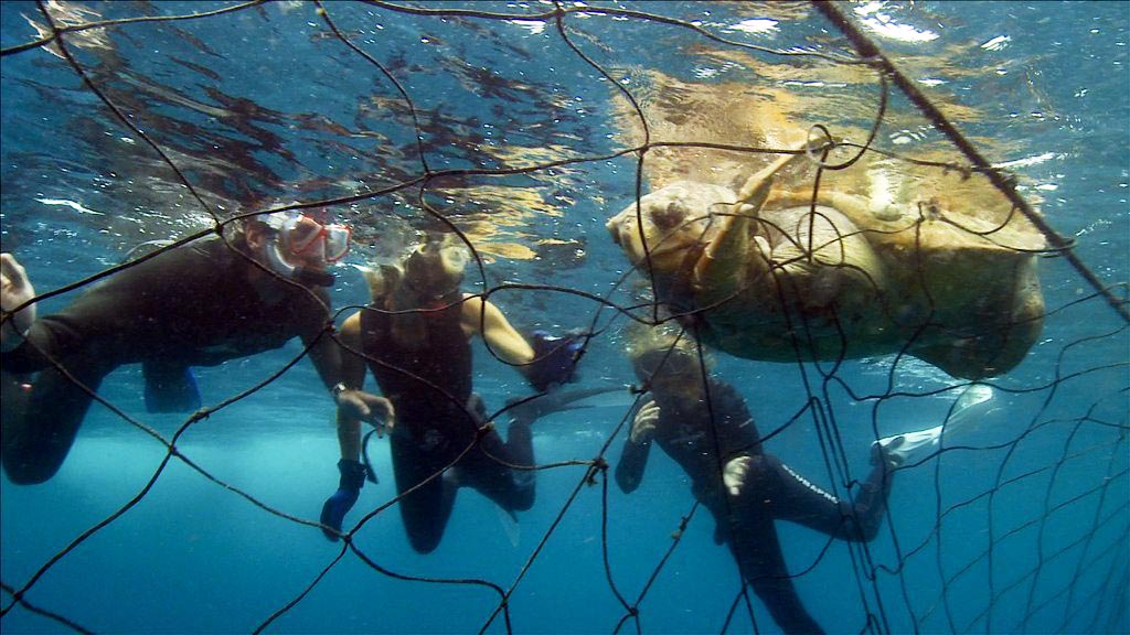 Shark nets for nsw are the by catch fatalities too high diveplanit blog