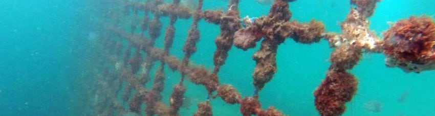 Shark nets for nsw protection or mindless death traps diveplanit blog banner
