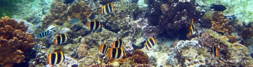 Lord howe island butterflyfish snorkelling at favourite wreck on divers delight lord howe island diveplanit banner