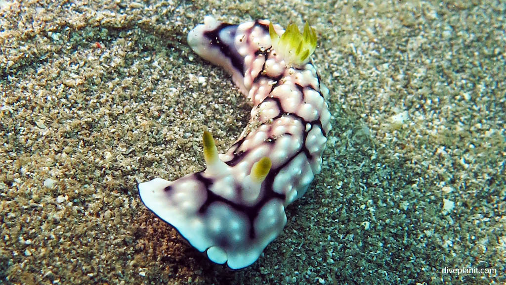 Geometric Chromodoris diving Pemuteran Jetty with Bali Hai Diving at Pemuteran Bali Indonesia by Diveplanit