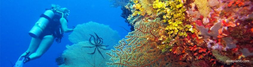 Diver diving north east mane bay in the russell islands aboard mv taka solomon islands diveplanit banner