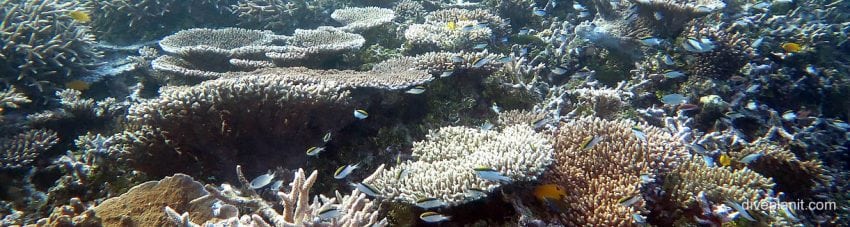 Classic coral reef scene at heron bommie diving heron island diveplanit banner