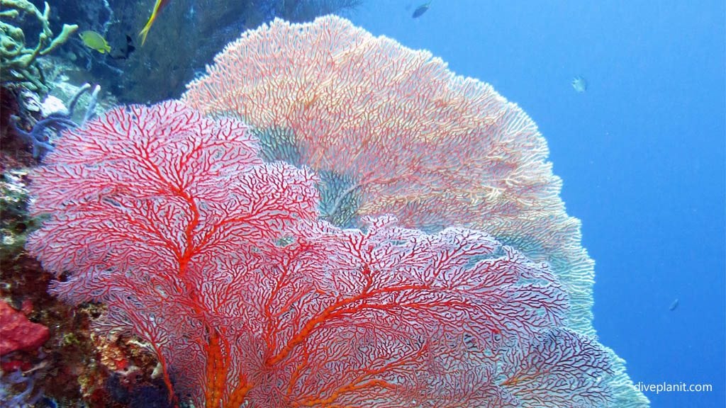 Pair of seafans diving Pos 1 Menjangan Bali Indonesia Diveplanit 9415
