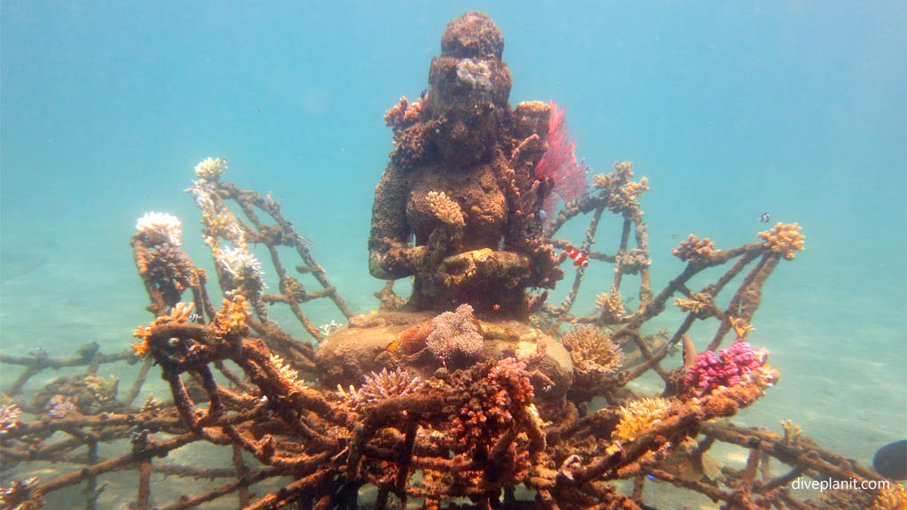 Goddess corals and clowns diving Permuteran Biorock dive site Pemuteran Bali Indonesia by Diveplanit
