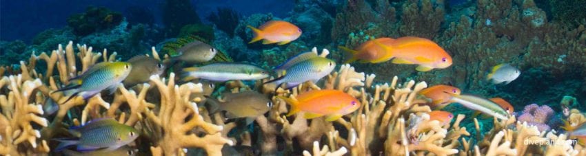 Reef top fish at oozone diving kerama okinawa japan diveplanit banner