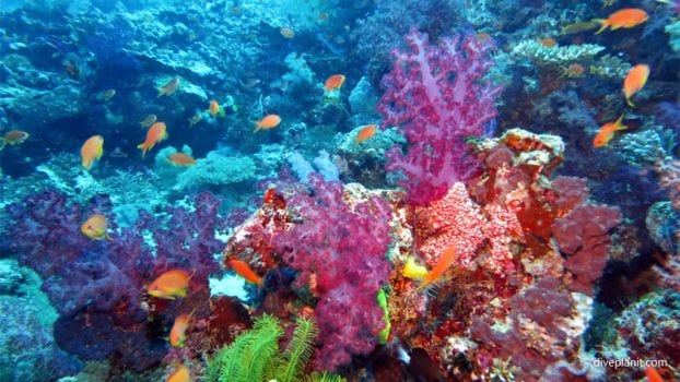 Taveuni Dive Resort, Taveuni for diving Rainbow Reef, Fiji Islands