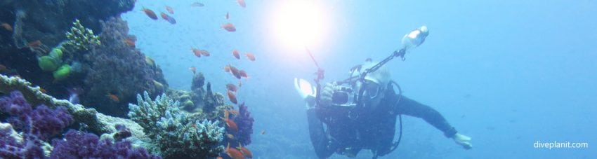 Diver with light in mixed coral reef at taveuni rainbow reef fiji islands diveplanit banner