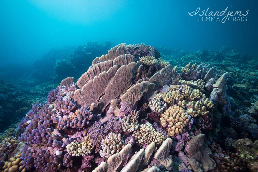 381A1700 Raine Reef - Life on the Great Barrier Reef with Mike Ball Dive Expeditions