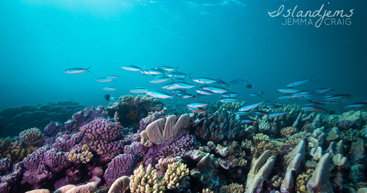 reef life