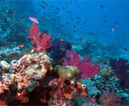 Typical reef scene with anthias at rainbows end diving taveuni rainbow reef fiji islands diveplanit feature